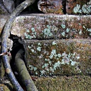 Stone steps, moss and algae, before